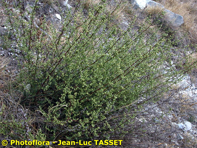 Armoise des champs Découverte SainteBaume